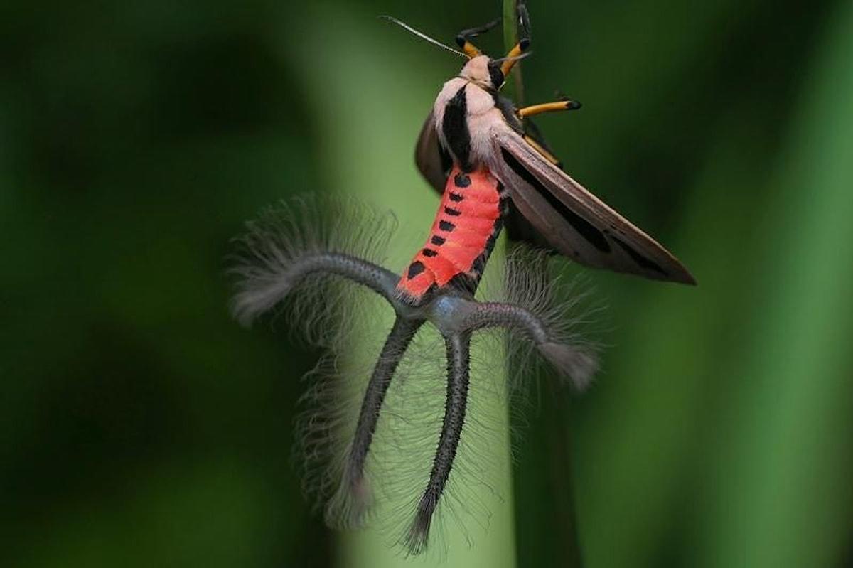 Новый вид насекомых. Бабочка Creatonotos Gangis.. Creatonotos Gangis мотылек. Бабочка Медведица Creatonotos. Бабочка Медведица Creatonotos самец.