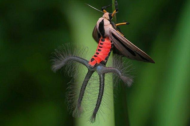 Smithsonian Institution National Museum of Natural History, Entomoloji (Böcekbilim) Departmanı'nda bir araştırmacı olan Gary Hevel, bu böceğin bir tür güve olan creatonotos gangis moth olduğunu açıkladı.