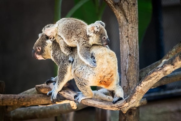 Только вот маленькие коалы не могут переварить листочки, а потому питаются фекалиями своих мам
