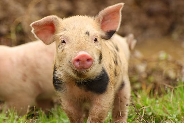 5. Но свинки-то, свинки абсолютно безобидны!