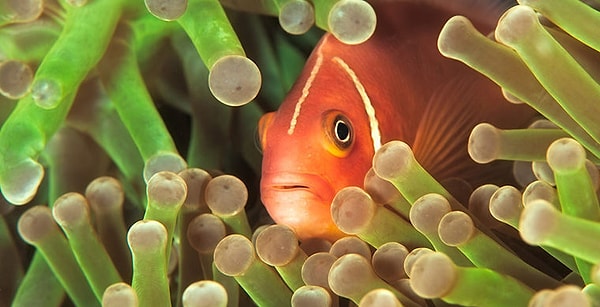... меняют пол! Все молодые особи — самцы, однако в течение жизни рыба-клоун меняет пол, что делает их гермафродитами!