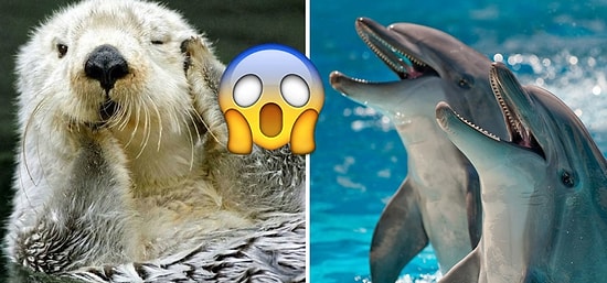 Выдры-некрофилы и дельфины-насильники: 10 отвратительных фактов о самых милых животных