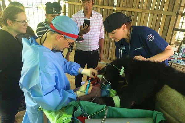 Bu ay,  Wildlife Surgery International'dan Romain Pizzi'nin ve Myanmar'dan veterinerlerin yardımlarıyla ekip, 4 saat süren ameliyat sonucunda 3 kglık dilin tamamını kesmeyi başardılar.
