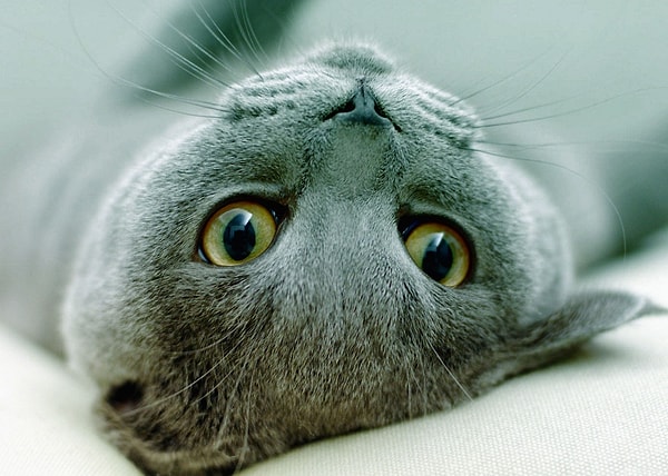 Вы очаровательный, любопытный и быстро адаптирующийся ко всему новому человек