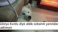 Ne Yapıyorsanız Bırakıp Okumanız Gereken Haftanın En Komik 20 Tweet'i