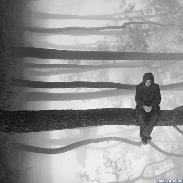 Вас заметили на дереве!