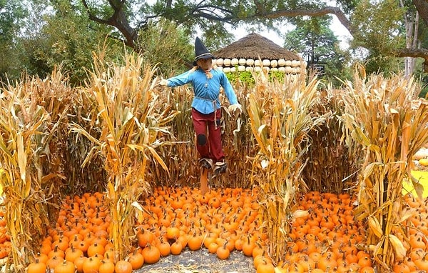 ... изучать Изумрудный город, встретиться со Злой Ведьмой Запада и Садовым чучелом.