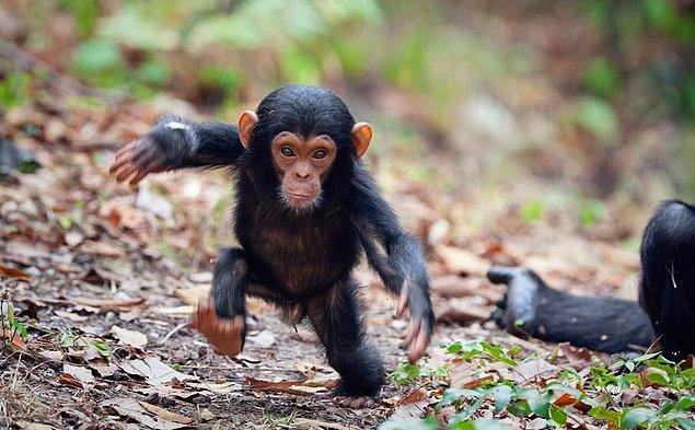4. Bazı yavru şempanzelerin küçük taşlara yavruları gibi davrandığı gözlemlenmiş. Tıpkı küçük çocukların oyuncak bebeklerle ilgilendiği gibi.