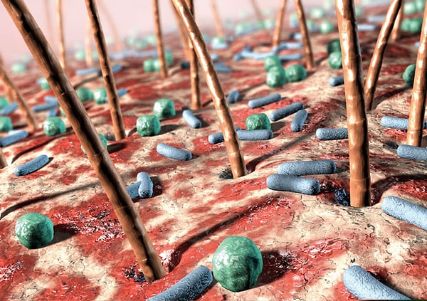 14. На коже человека ведёт свою жизнедеятельность больше живых организмов, чем на всей поверхности Земли.