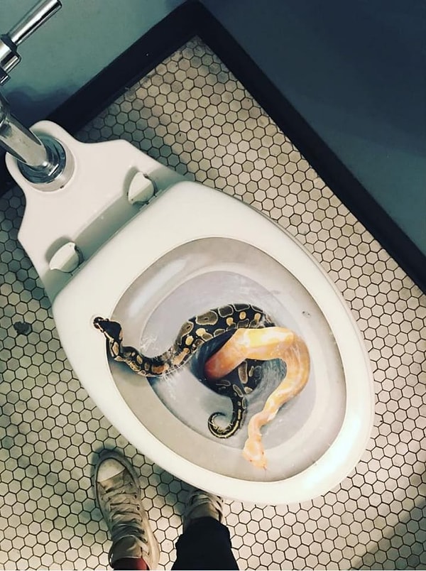 7. Страх того, что по канализации в ваш унитаз заползёт змея или крыса.