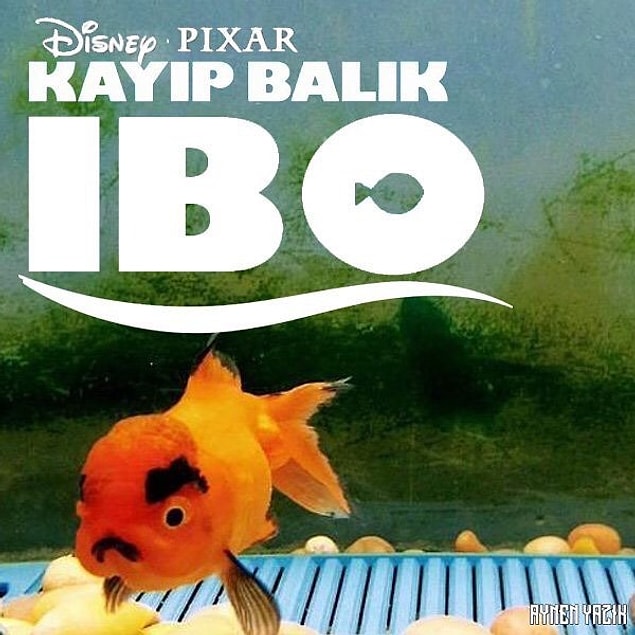5. Kayıp Balık İbo