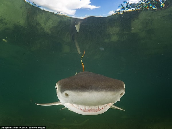 18. "Улыбнитесь, сейчас вылетит птичка!"