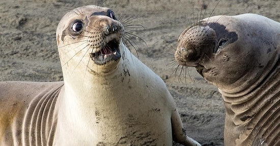 Не надорвите живот: 20 финалистов премии за лучшую комедийную фотографию дикой природы