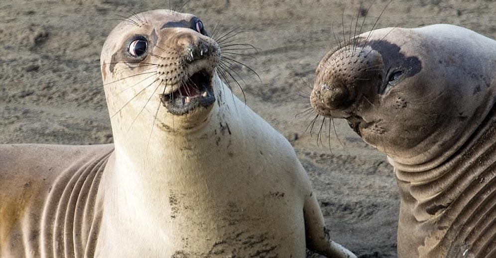 Не надорвите живот: 20 финалистов премии за лучшую комедийную фотографию дикой природы