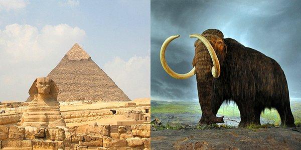 8. Piramitler inşa edilirken bazı mamut türleri halen hayattaydı.