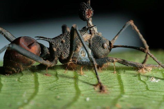 Zombi karıncalar bir süredir bilim dünyası tarafından bilinse de "O. unilateralis" isimli parazit mantarın 'kuklacı' hareketleri nasıl gerçekleştirdiği merak konusuydu.