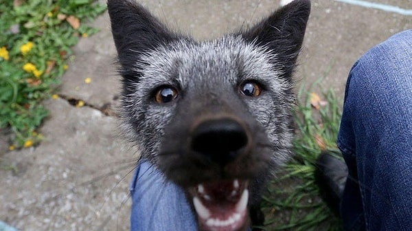 10. Существует еще множество генетических загадок, которые предстоит разгадать.