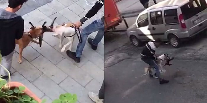 Gaziosmanpaşa'da Ağızlık Olmadan Gezdirilen 2 Pitbull, Sokak Kedisini Parçaladı