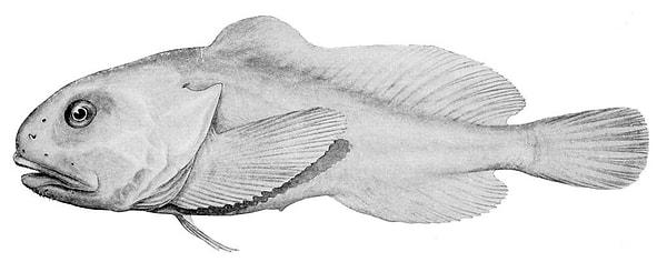 Bu da blobfishin kendi habitatındaki görüntüsünün illüstrasyonu 👇