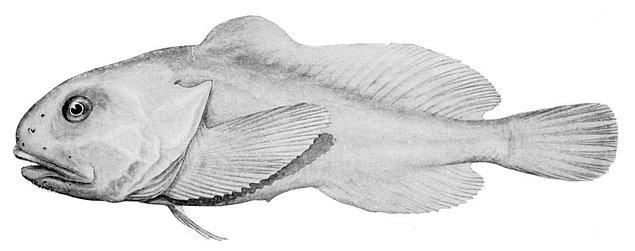 Bu da blobfishin kendi habitatındaki görüntüsünün illüstrasyonu 👇
