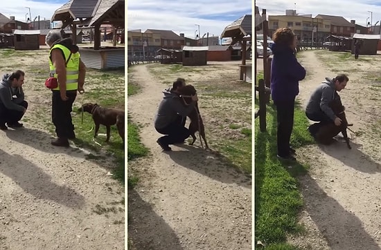 3 Koca Yılın Ardından İnsan Dostuyla Bir Araya Gelen Köpeğin Kalpleri Eriten Karşılaşma Anı