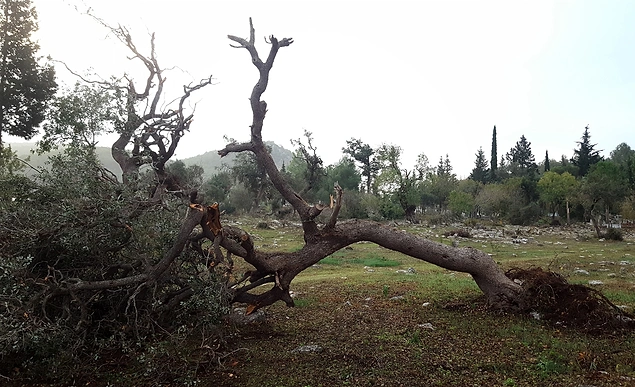 Hortum Antalya'yı Yıktı Geçti: 38 Kişi Yaralandı, 2 Bin Dönüm Sera Zarar Gördü