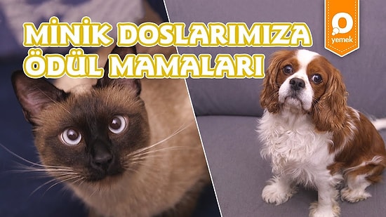 Minik Dostlarımızın Yüzünü Güldürecek Ev Yapımı Ödül Bisküvisi Nasıl Yapılır?