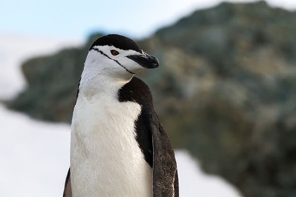 Вы антарктический пингвин!