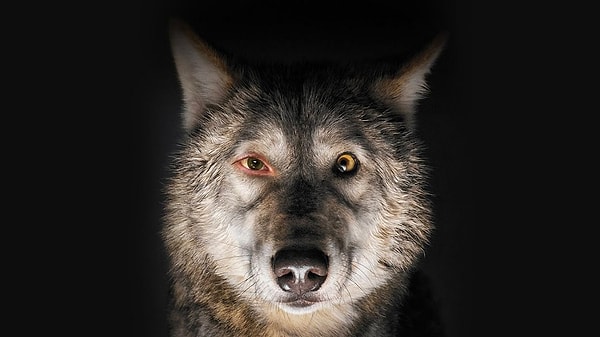 1. "След зверя"