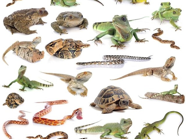 7. С какой рептилией вы себя олицетворяете?