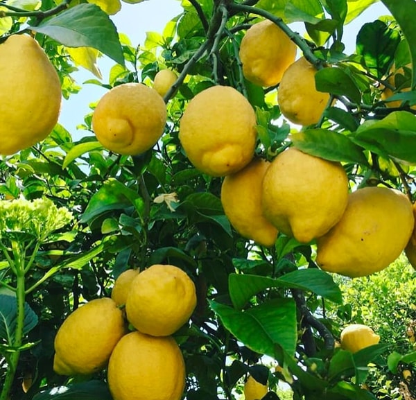 13. Продлите срок хранения авокадо с помощью лимонного сока