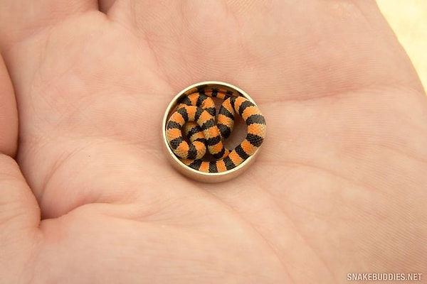 5. Эта крохотная змейка все еще внушает вам страх? Не может быть!))