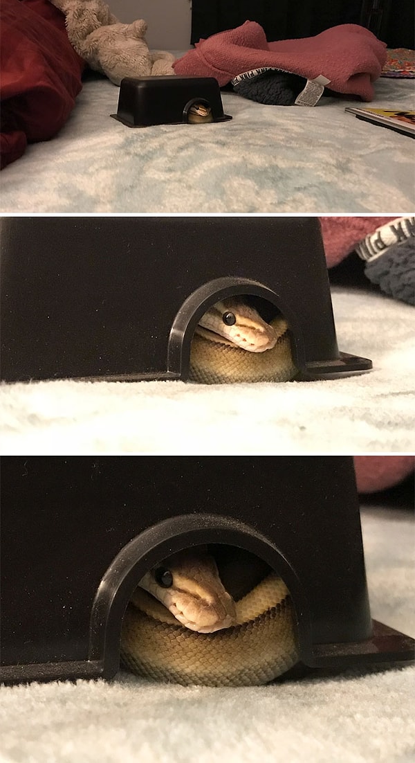 11. Любят поиграть в прятки!