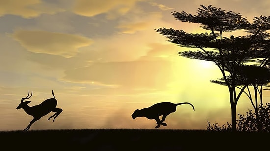 Тест: Вы хищник или жертва?