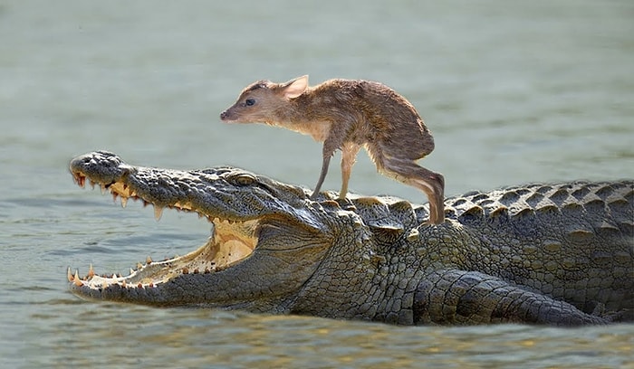 Hayvanlardan Öğreneceğimiz Çok Şey Var