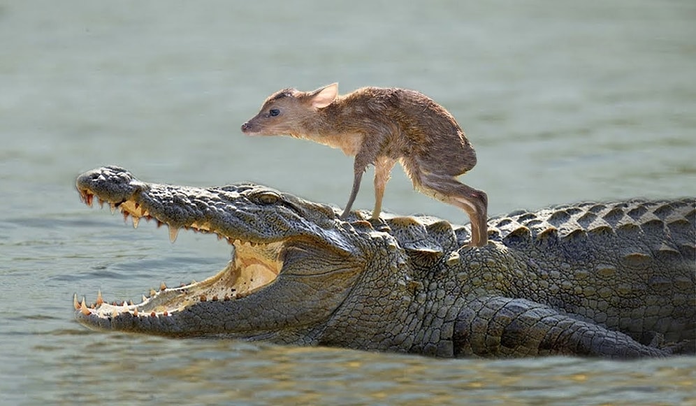 Hayvanlardan Öğreneceğimiz Çok Şey Var