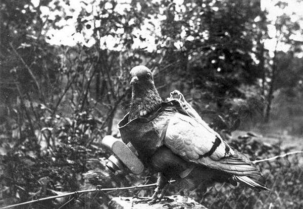 15. Alman ordusu güvercinleri eğiterek onlara kameralarla çekim yaptırdılar.