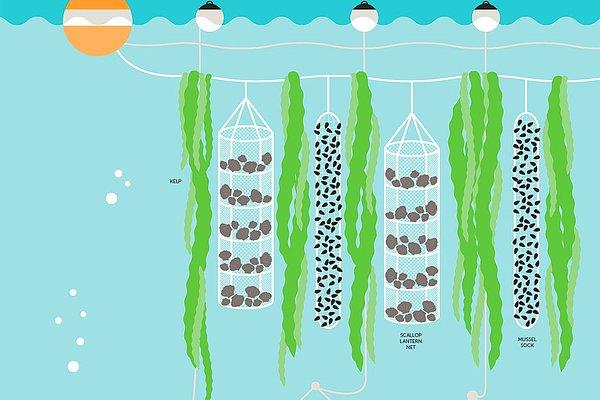 24. Okyanus altında başlatılan sürdürülebilir ekinler ve tarım uygulamaları : GreenWave 3D okyanus çiftliği.