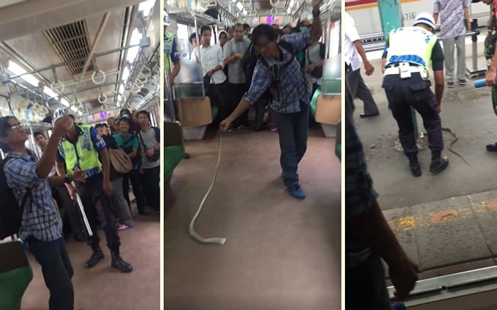 İnsanlar Her Zaman Vahşi Olmak Zorunda mı? Metroya Giren Yılanı Beklenmedik Bir Şekilde Etkisiz Hale Getiren Adam