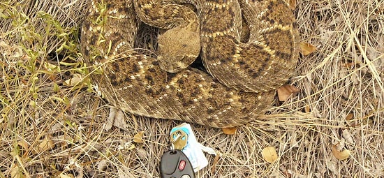 16 криповых фотографий с планеты под названием "Да ну нафиг!"