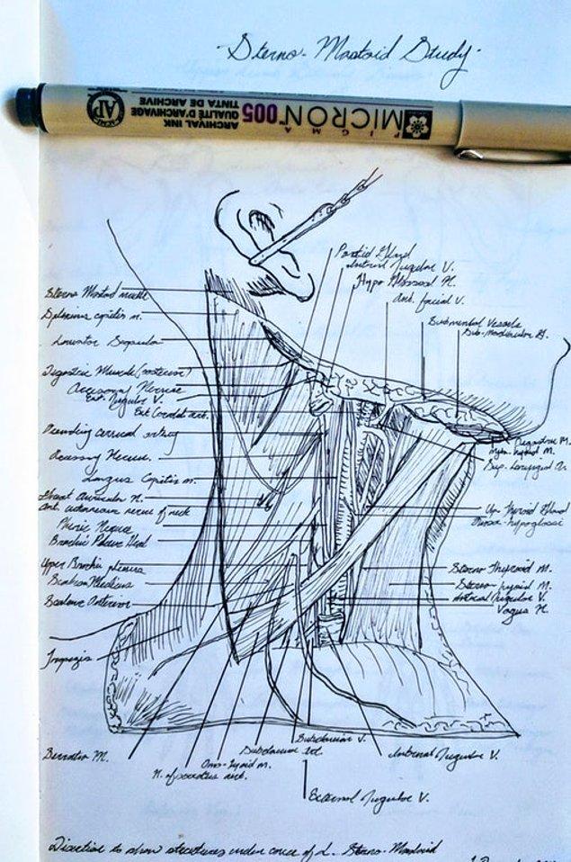 2. Tıp okumaya göndermişsiniz ama bu bildiğiniz sanatçı; bir öğrencinin 'Anatomi' notları...