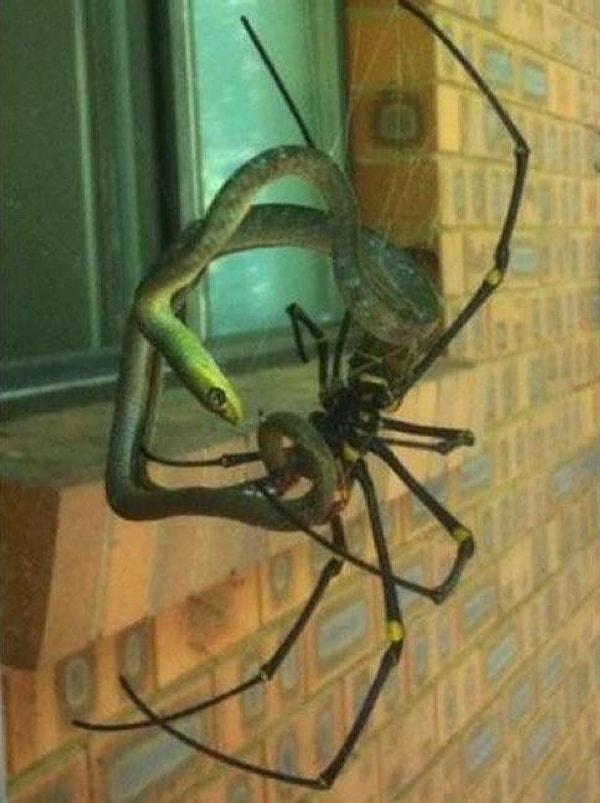12. Avustralya'da bir yılanı avlayan örümcek.