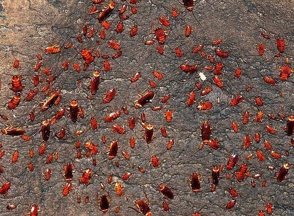 9. Отвратительная пещера Гомантонг, Малайзия