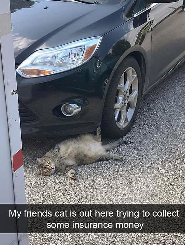 30. "Arkadaşımın kedisi burada sigortadan para almaya çalışıyor."