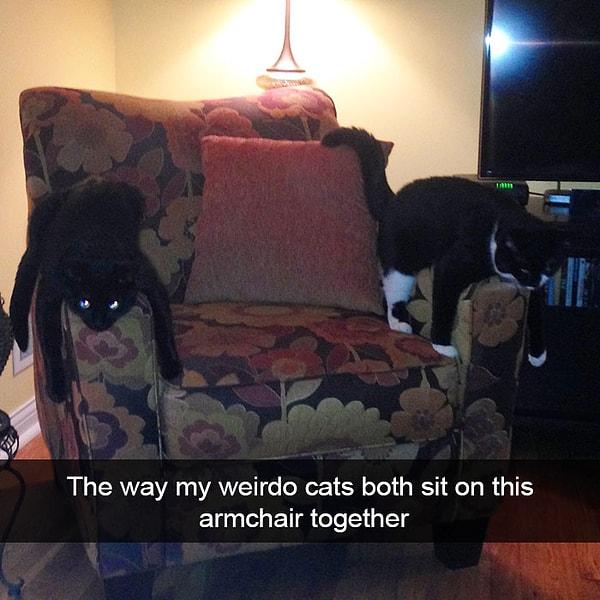 32. "Ruh hastası kedilerimin beraber bu koltuğa oturuş şekli."