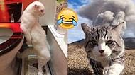 Kedilerin Gündelik Şapşallıklarıyla Dolu, Günlük Kahkaha Dozunuzu Karşılayacak Snapler 😂