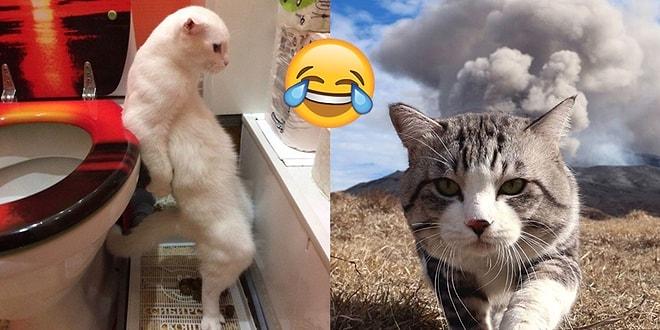 Kedilerin Gündelik Şapşallıklarıyla Dolu, Günlük Kahkaha Dozunuzu Karşılayacak Snapler 😂