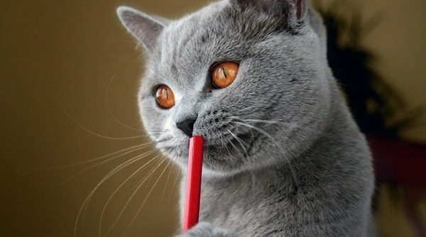 7. В каком из предложений нет частицы?