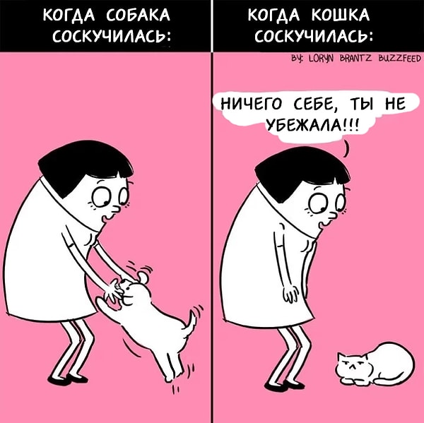 6. У котиков своеобразная любовь