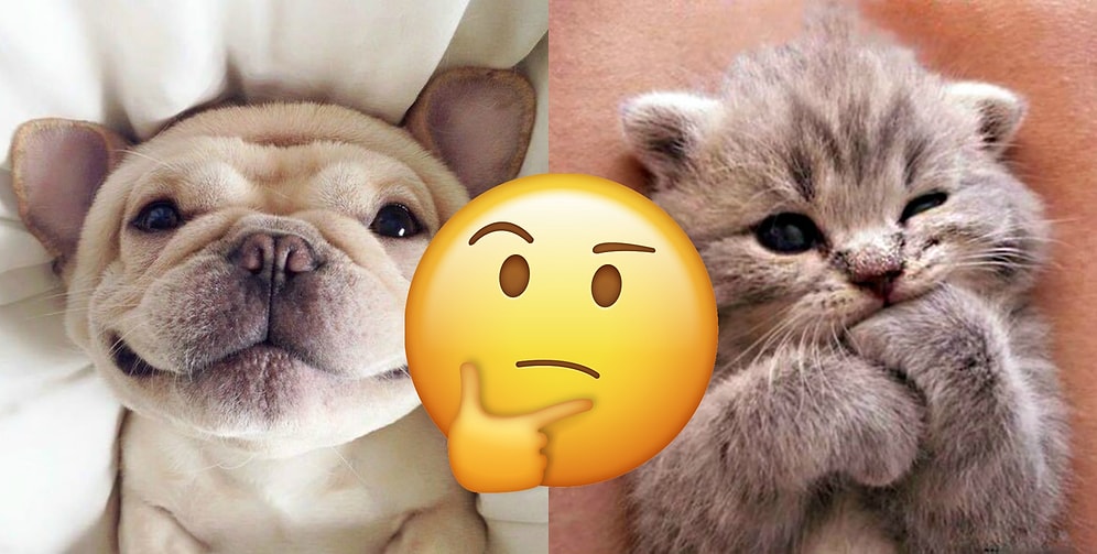 «Что бы вы выбрали?»: Самый добрый опрос уходящего года